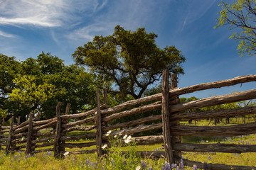 Wooden fence row with bluebonnets in foreground, blue sky background