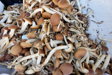 champignons
