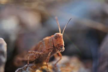 Insekt - Blauflügelige Ödlandschrecke