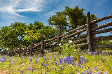 Fototapeta premium Wooden fence row with bluebonnets in foreground, blue sky background