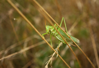 Insekt - Grünes Heupferd