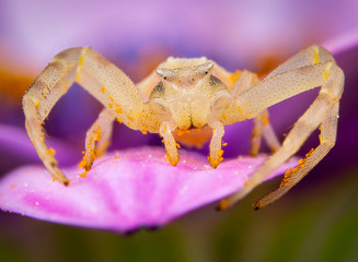 Yellow Tomisidae Onostus spider walking and posing on a pink flower