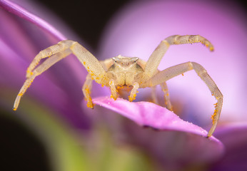 Yellow Tomisidae Onostus spider walking and posing on a pink flower