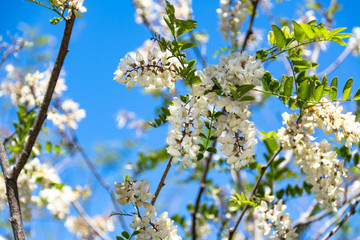 white acacia background