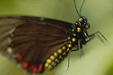 Beautiful butterfly sitting on flower against green background in a summer garden,beautiful insect in the nature habitat, wildlife from Amazon in Brazil, South America