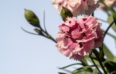 carnation after the spring rain