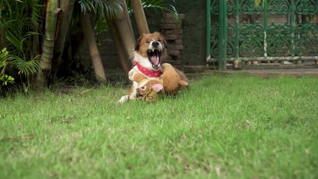 Cute Brown Coated Male Dog sitting in the garden with Toy and Yawning, Red Bandana Colar &ndash; 4K Footage