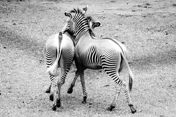 zebras