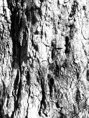 Rustic tree bark texture