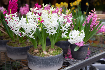 Spring time potted white and pink hyacinths blooming in the garden shop.
