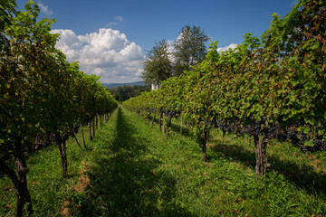 Vineyard of Lush Red Grapes in Autumn