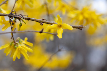 Yelow spring flower