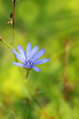 blue chicory flower on a green background 