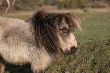 Fototapeta premium STOJAK PONY W NOWYM LASIE