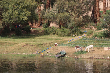 Landwirtschaft am Nil in Ägypten: ein Boot, Esel und eine Wasserpumpe zur Bewässerung der Felder