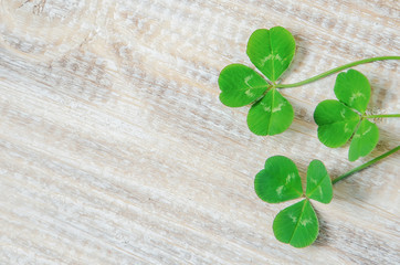 Clover leaf. Happy St. Patrick's Day. Selective focus.