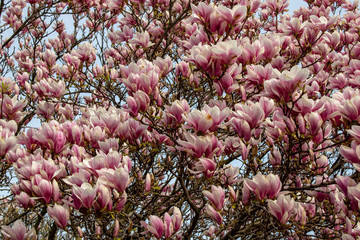 View of magnolia plants and flowers..Magnolia is a large genus in the subfamily Magnolioideae of the family Magnoliaceae with blue sky