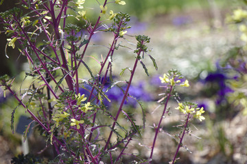 Flowers 4 Spring in D.C.