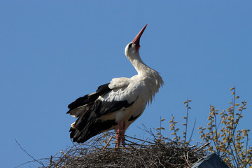Storch