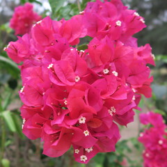 Bougainvillea, triple flowers, rich flowering shrub in tropical climate