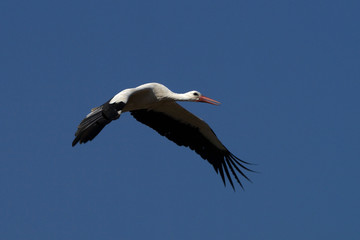 Storch