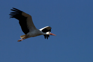 storch