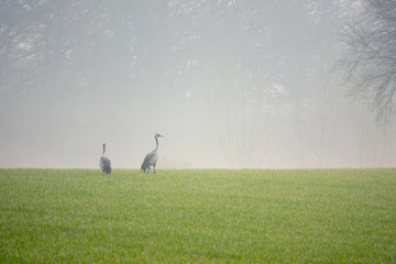Cranes looking for food in a field early in the morning