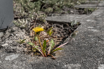 a dandelion plant grows between pavement slabs