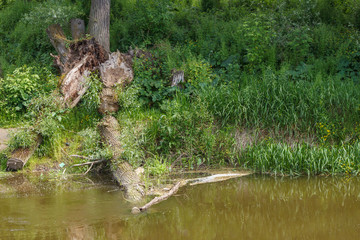 Fallen tree on the river bank