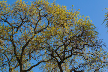 tree in spring and blue sky