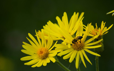 Abeja posada en una flor