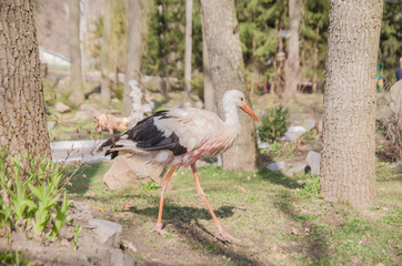 Adult stork in its natural habitat. Natural background