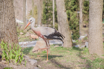 Adult stork in its natural habitat. Natural background