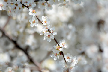 Spring blooming Apple Tree blooms Natural background