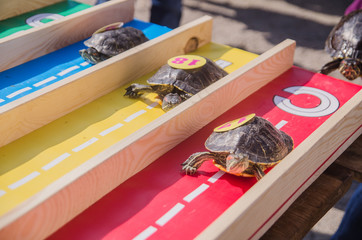 racing turtles in the fresh air. Nature, rest