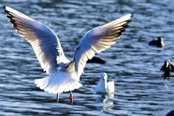 seagull in flight