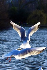 pelican in flight