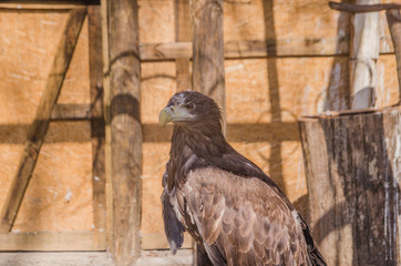 Sea eagle in profile close up. Nature background