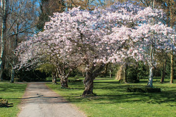 beautiful pink cherry trees in bloom in the park