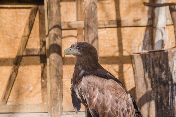 Sea eagle in profile close up. Nature background