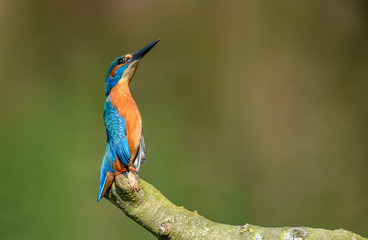kingfisher 