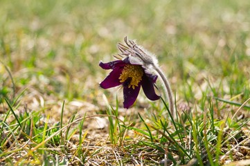 Spring wild flowers - small pasque flower, Pulsatilla Pratensis