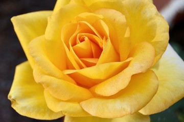 Yellow Rose of AZ