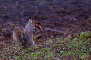 squirrel 