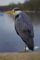 bird