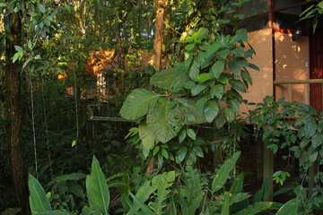 Bungalows in Evergreen Lodge in Tortuguero NP in Costa Rica