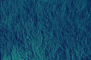 the grass field the night of the full moon color texture background