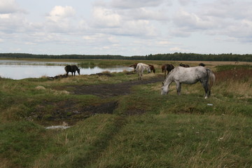 herd of horses on pasture