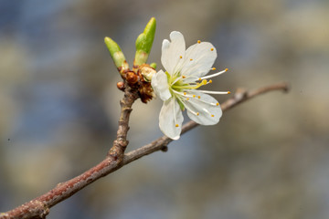 Biene mit weißen Kirschblüten