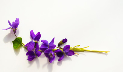 Fototapeta na wymiar bouquet of violets isolated on white background